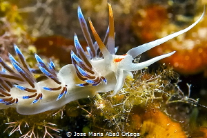 Cratena peregrina close up by Jose Maria Abad Ortega 